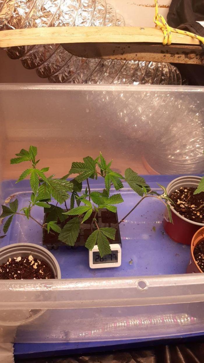 INDOOR. Week 1 - Tanner clones at day 9 of rooting. Ready to Veg!