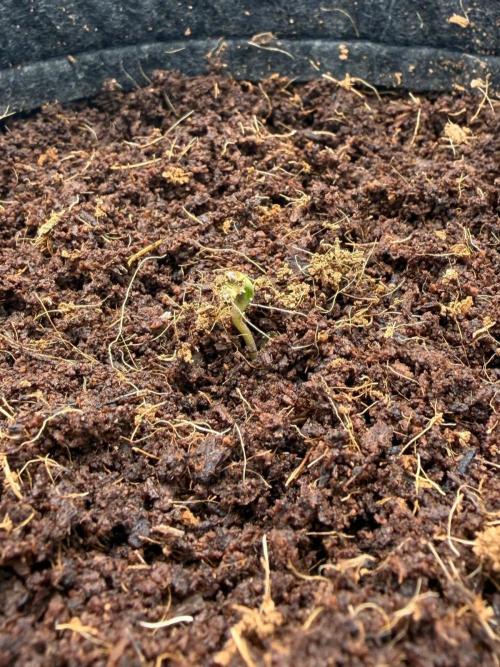 One order of Chicken n' Wafflez plz.... Week 0