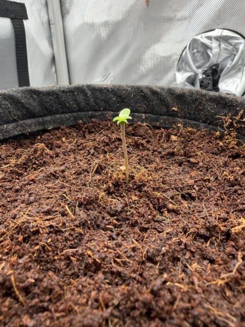 One order of Chicken n' Wafflez plz.... Week 0