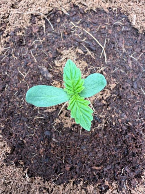 One order of Chicken n' Wafflez plz.... Week 1