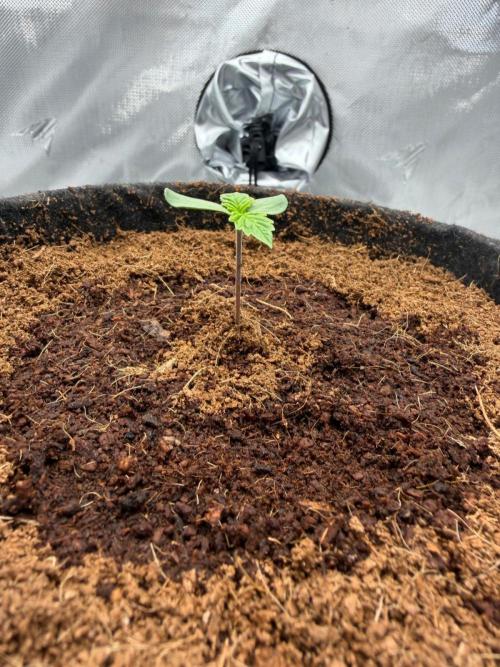 One order of Chicken n' Wafflez plz.... Week 1