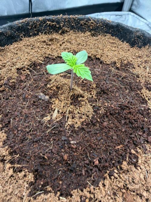 One order of Chicken n' Wafflez plz.... Week 1