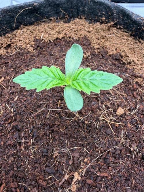 One order of Chicken n' Wafflez plz.... Week 1