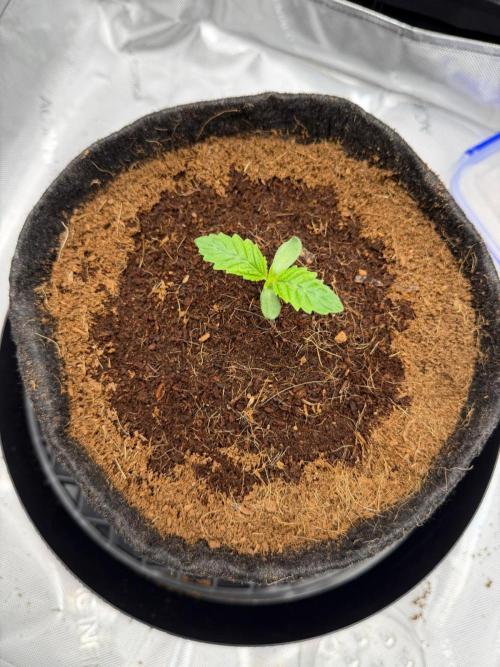 One order of Chicken n' Wafflez plz.... Week 1