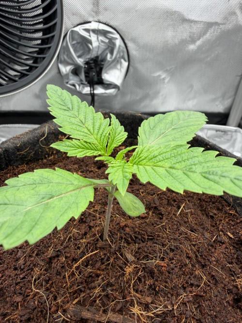 One order of Chicken n' Wafflez plz.... Week 2