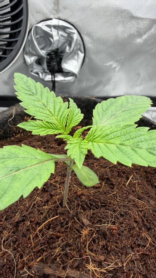 One order of Chicken n' Wafflez plz.... Week 2