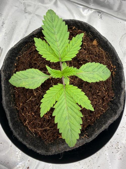 One order of Chicken n' Wafflez plz.... Week 2