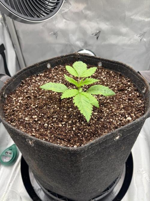 One order of Chicken n' Wafflez plz.... Week 2