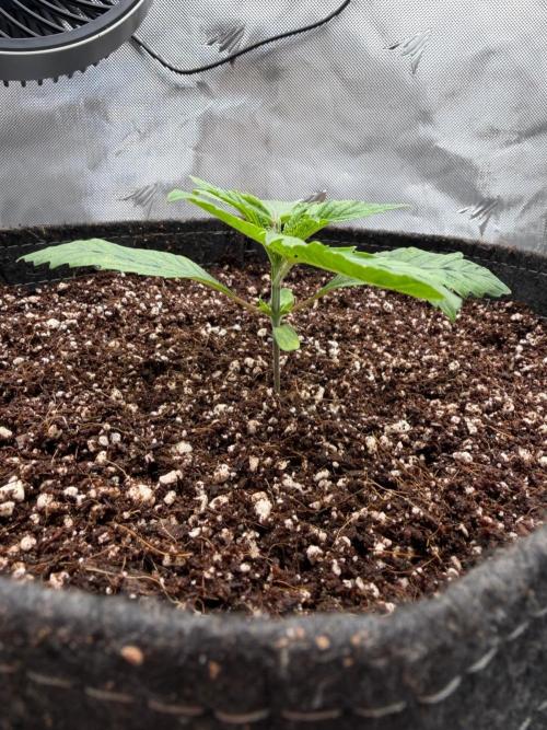 One order of Chicken n' Wafflez plz.... Week 2