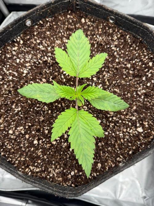 One order of Chicken n' Wafflez plz.... Week 2