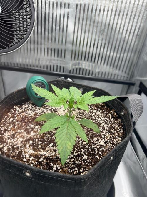 One order of Chicken n' Wafflez plz.... Week 3 - 5 days since last photos