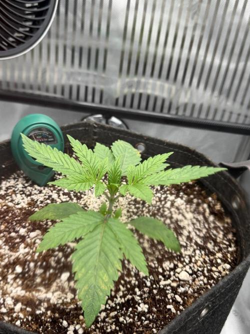 One order of Chicken n' Wafflez plz.... Week 3