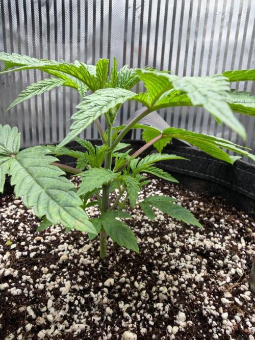 One order of Chicken n' Wafflez plz.... Week 3 - 10 days since last photos 