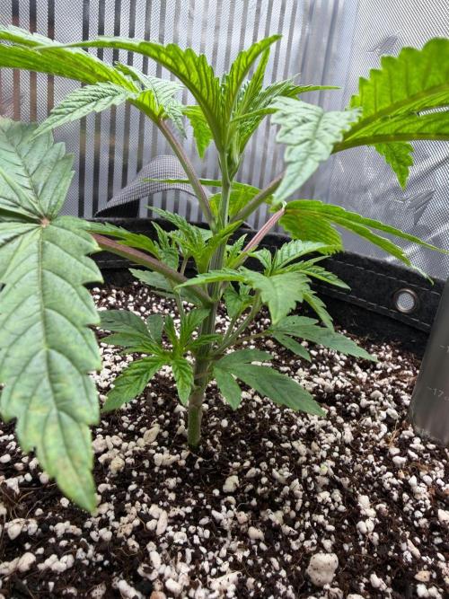 One order of Chicken n' Wafflez plz.... Week 3