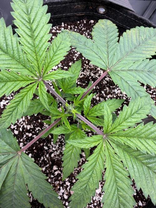 One order of Chicken n' Wafflez plz.... Week 3