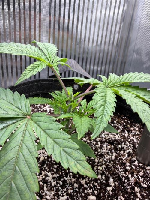 One order of Chicken n' Wafflez plz.... Week 3