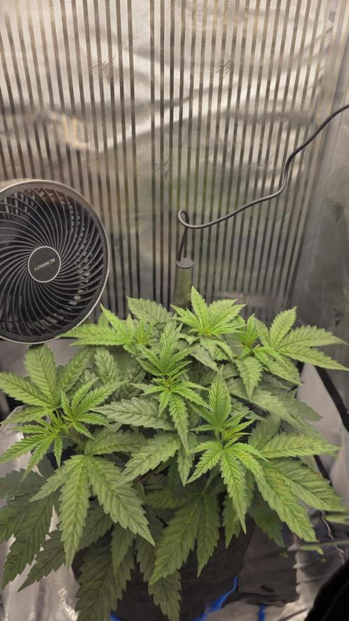 One order of Chicken n' Wafflez plz.... Week 4