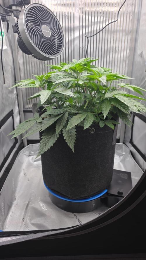 One order of Chicken n' Wafflez plz.... Week 4 - had to make a makeshift wicking top, since the XL autopot did not fit..