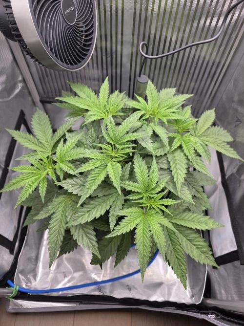 One order of Chicken n' Wafflez plz.... Week 4