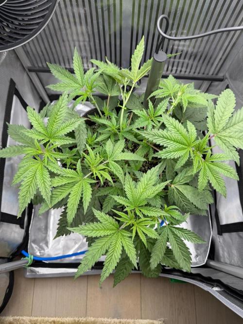 One order of Chicken n' Wafflez plz.... Week 4 - Spread canopy removed some leaves