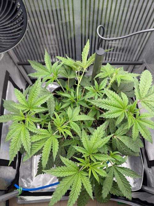 One order of Chicken n' Wafflez plz.... Week 4