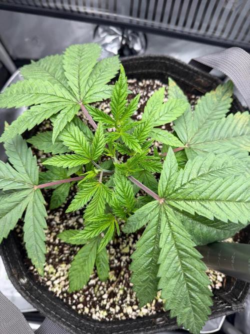 One order of Chicken n' Wafflez plz.... Week 3