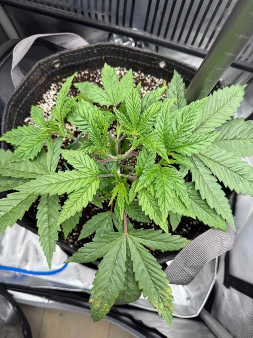 One order of Chicken n' Wafflez plz.... Week 3