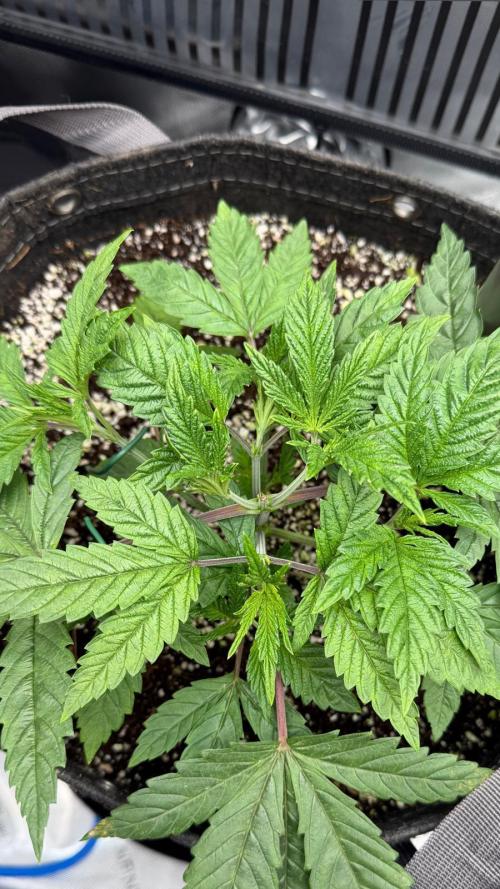 One order of Chicken n' Wafflez plz.... Week 3