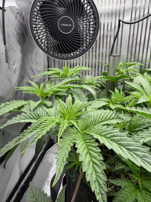 One order of Chicken n' Wafflez plz.... Week 5