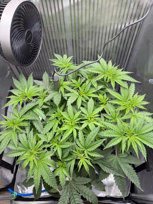 One order of Chicken n' Wafflez plz.... Week 5