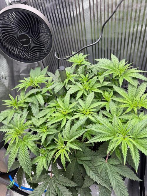 One order of Chicken n' Wafflez plz.... Week 5