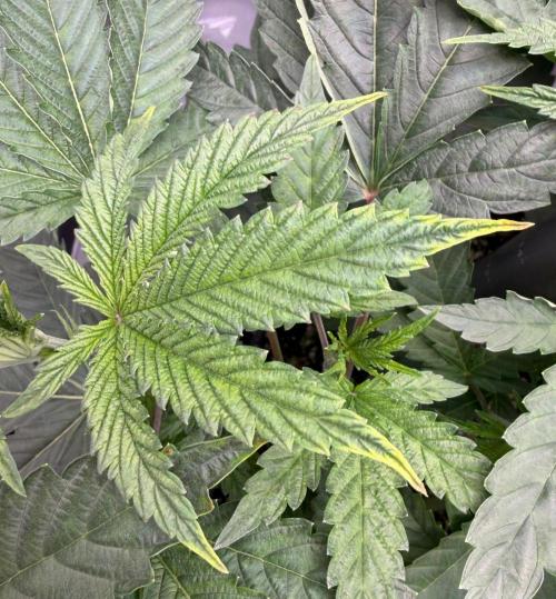 One order of Chicken n' Wafflez plz.... Week 5 - experiment failed