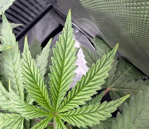 One order of Chicken n' Wafflez plz.... Week 5 - experiment failed