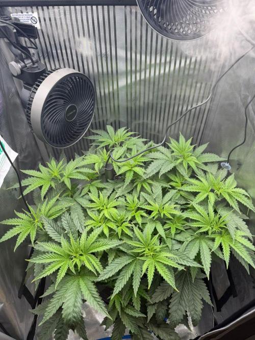 One order of Chicken n' Wafflez plz.... Week 5