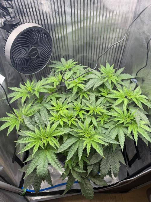 One order of Chicken n' Wafflez plz.... Week 5