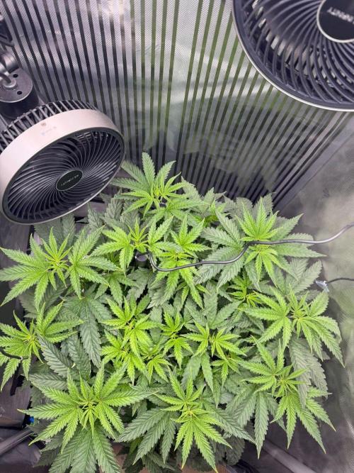 One order of Chicken n' Wafflez plz.... Week 5