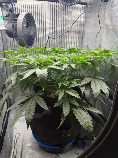 One order of Chicken n' Wafflez plz.... Week 5 - LST to level canopy