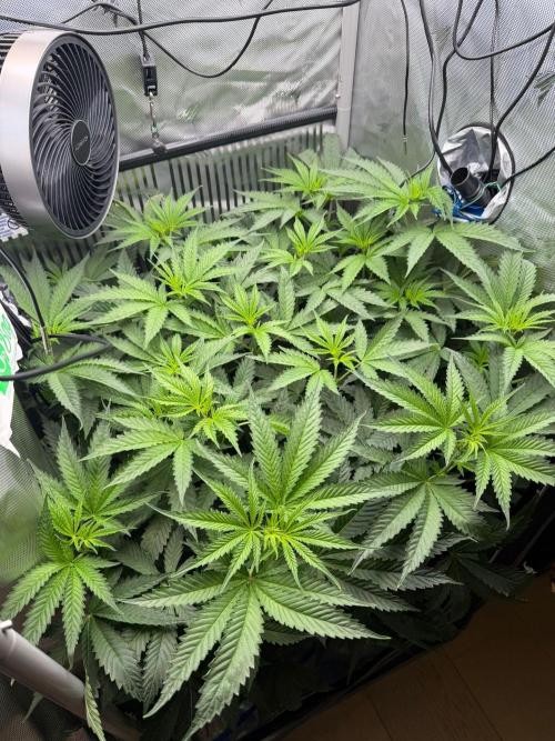 One order of Chicken n' Wafflez plz.... Week 6