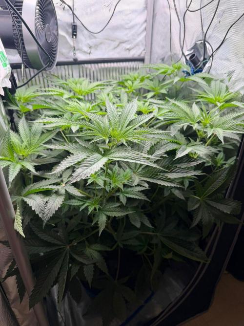 One order of Chicken n' Wafflez plz.... Week 6