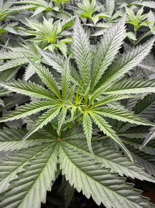 One order of Chicken n' Wafflez plz.... Week 6