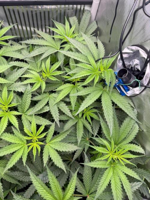 One order of Chicken n' Wafflez plz.... Week 6