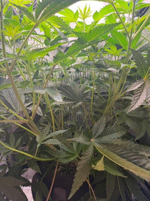 One order of Chicken n' Wafflez plz.... Week 6