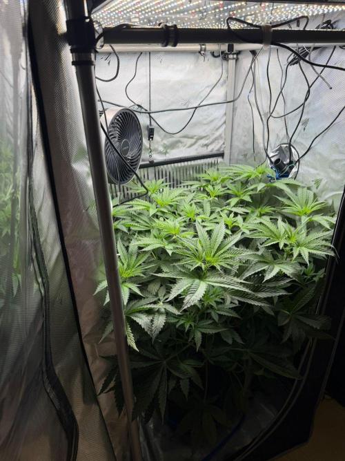 One order of Chicken n' Wafflez plz.... Week 6