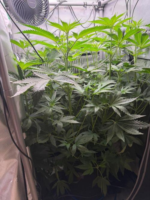 One order of Chicken n' Wafflez plz.... Week 7