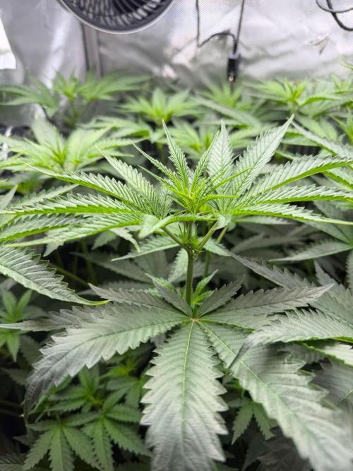 One order of Chicken n' Wafflez plz.... Week 7