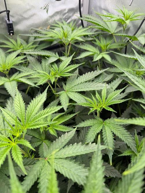 One order of Chicken n' Wafflez plz.... Week 7