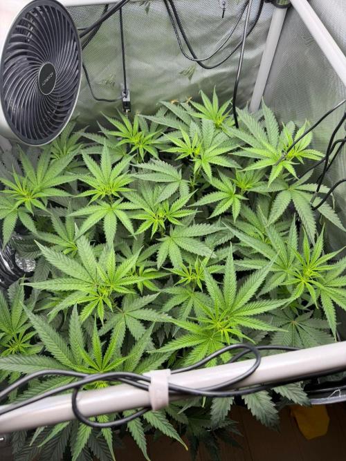 One order of Chicken n' Wafflez plz.... Week 7