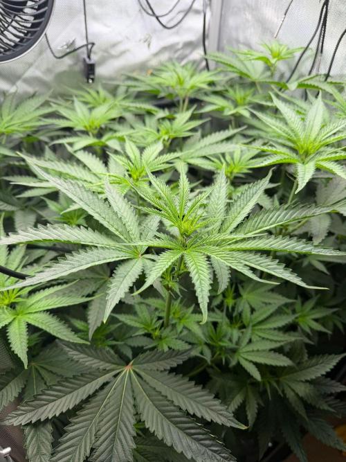 One order of Chicken n' Wafflez plz.... Week 7