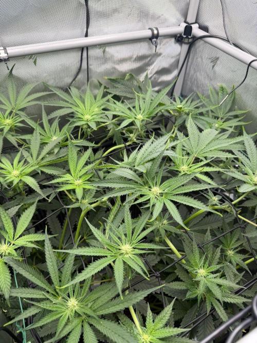 One order of Chicken n' Wafflez plz.... Week 8