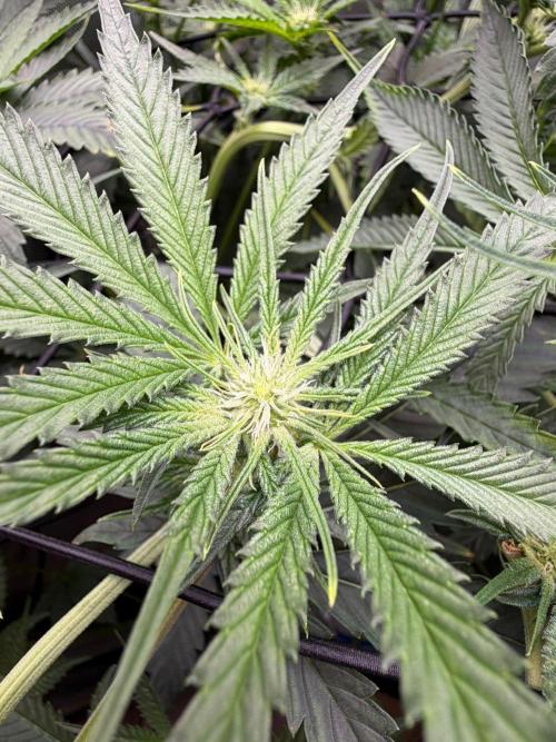 One order of Chicken n' Wafflez plz.... Week 8